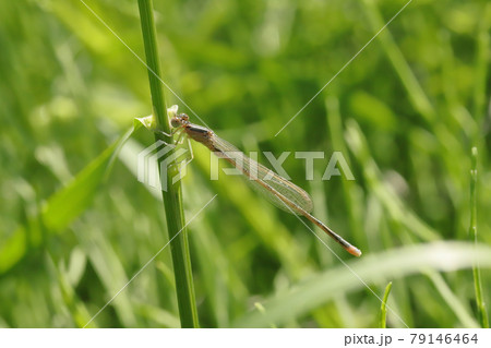 羽化したばかりのアジアイトトンボのオス 羽化したばかりのアジアイトトンボのオス 79146464