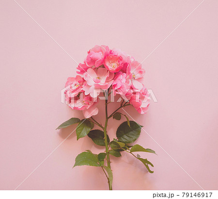 Flowers composition. Pink rose branch on soft pink background Flowers composition. Pink rose branch on soft pink background 79146917
