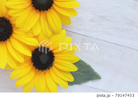 夏の明るい向日葵の花の壁紙 余白 ひまわりの写真素材