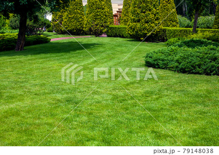 a park with evergreen arborvitae thujas and evergreen hedge among the deciduous trees of the garden and a lawn on a meadow with grass on a sunny summer day, nobody. 79148038