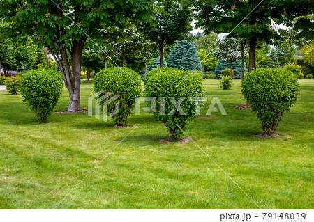 green deciduous bush in backyard garden bed, landscaped park with mulching plants and meadow lawn with copy space in the summer park, nobody. 79148039