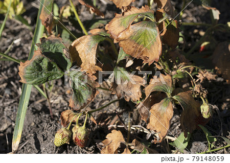 Symptoms of fusarium wilt in strawberries 79148059
