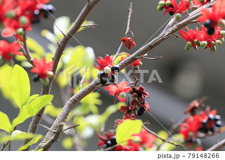 かわいいミッキーマウスの木 79148266