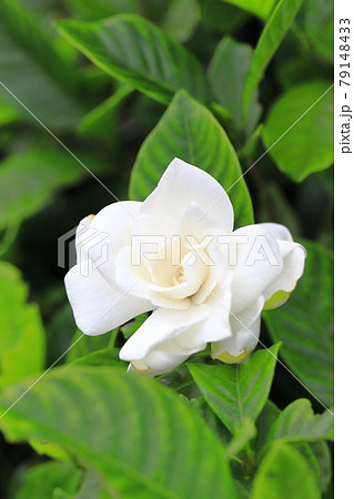 鮮やかな八重のクチナシの花 79148433