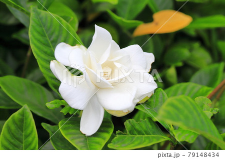 鮮やかな八重のクチナシの花 鮮やかな八重のクチナシの花 79148434