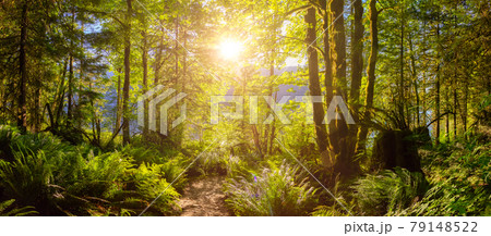 Panoramic View of Hiking Path in Green and Vibrant Rain Forest Panoramic View of Hiking Path in Green and Vibrant Rain Forest 79148522