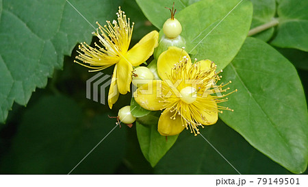 可憐に咲くヒペリカム 可憐に咲くヒペリカム 79149501