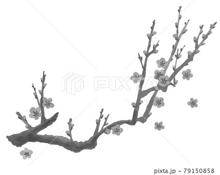 梅の手描きイラスト3-1　筆描き年賀素材　墨絵 79150858