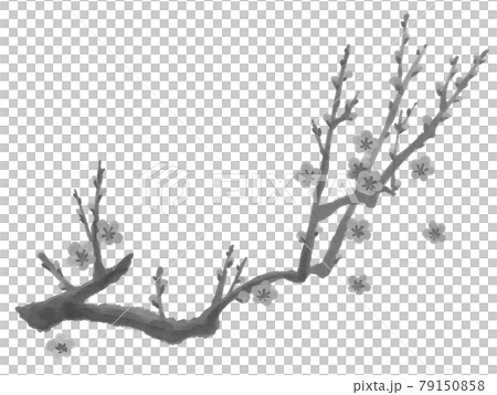 梅の手描きイラスト3-1　筆描き年賀素材　墨絵 79150858