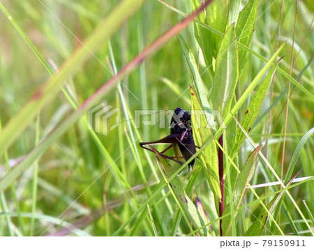 草むらのキリギリス 79150911