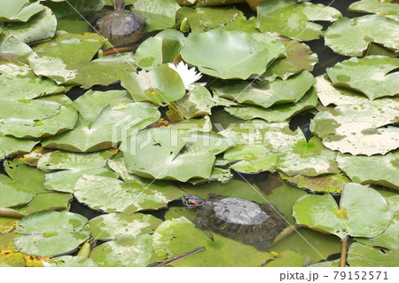 晴れた日に富士見公園を散歩した 晴れた日に富士見公園を散歩した 79152571