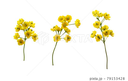 Set of small yellow flowers of berberis thunbergii isolated 79153428