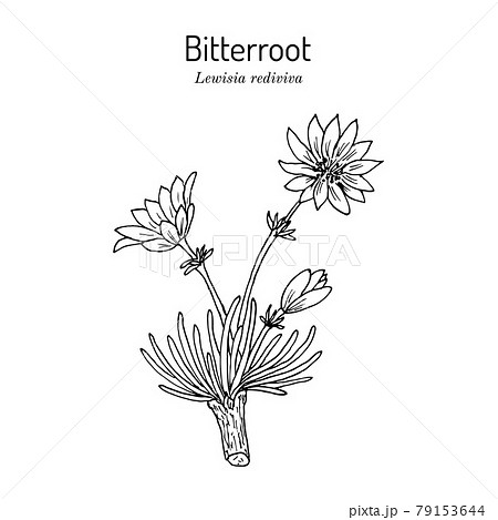 Bitterroot Lewisia rediviva , Official State Flower of Montana 79153644