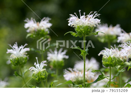 モナルダ 79155209