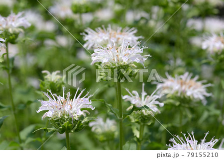 モナルダ 79155210