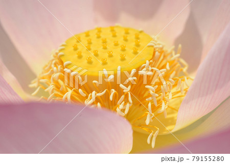 蓮の花　花托 79155280