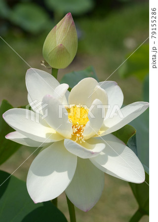 蓮の花 蓮の花 79155286