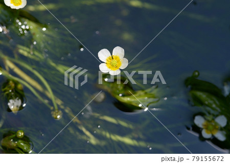 バイカモの花 79155672
