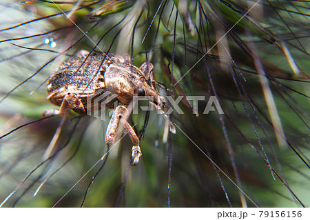 オオタコゾウムシ オオタコゾウムシ 79156156