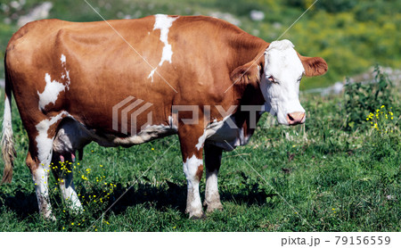 A cow in the mountains A cow in the mountains 79156559