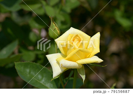 光華　バラの花 79156687