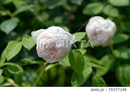 セント・セシリア バラの花 セント・セシリア バラの花 79157196