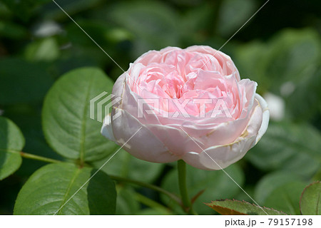 セント・セシリア バラの花 セント・セシリア バラの花 79157198