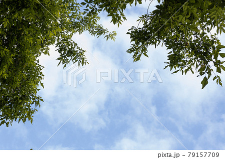 frame of tree branches against the blue sky with clouds frame of tree branches against the blue sky with clouds 79157709