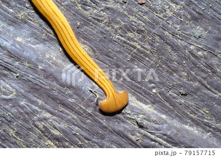 オオミスジコウガイビル 79157715