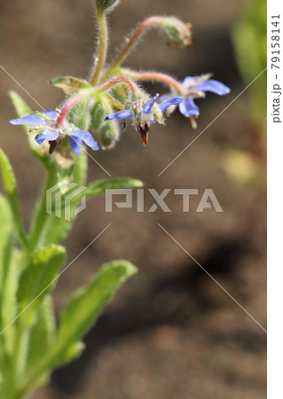ポリジの花と雨雫 ポリジの花と雨雫 79158141