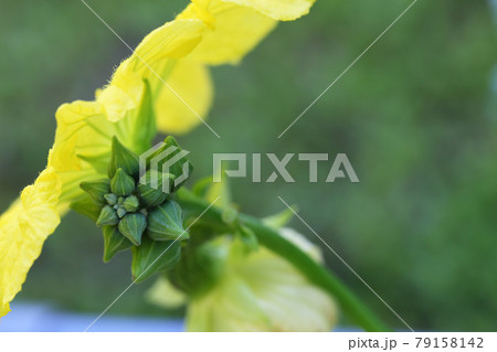 ヒョウタンの黄色い花の蕾 79158142
