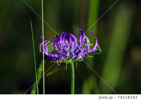 A Phyteuma hemisphaericum 79158283