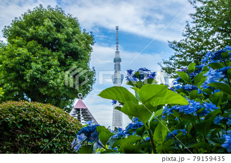 東京都台東区 隅田公園から望むスカイツリー 東京都台東区 隅田公園から望むスカイツリー 79159435
