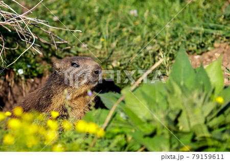 A wild marmot A wild marmot 79159611