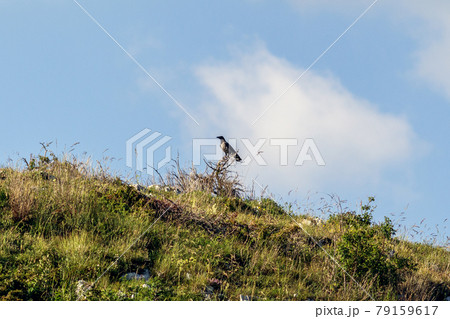 A crow on a wooden pole A crow on a wooden pole 79159617