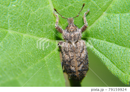 ヤサイゾウムシ 79159924