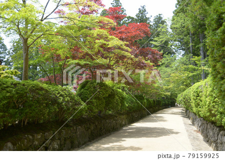 高野山　蛇腹道　和歌山県高野町 79159925
