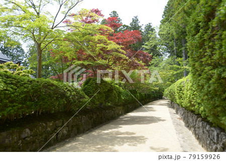 高野山 蛇腹道 和歌山県高野町 高野山 蛇腹道 和歌山県高野町 79159926