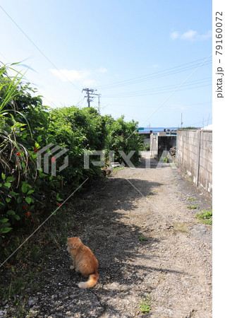 沖縄　宮古島市　大神島　チョーかわいいネコ 79160072