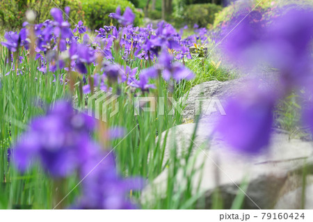 綺麗なアヤメの花畑 79160424