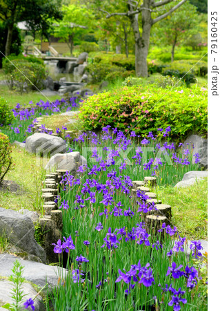 並ぶ綺麗なアヤメの花 79160425