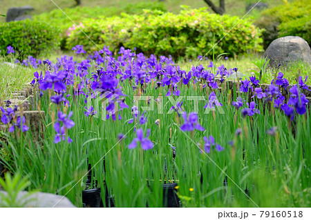 春を告げるたくさんのアヤメ 79160518