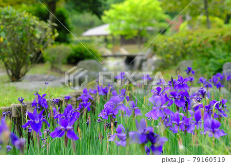 和をイメージさせる綺麗なアヤメ 79160519