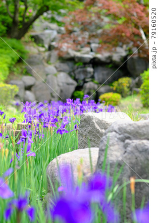 アヤメの行進の風景 79160520