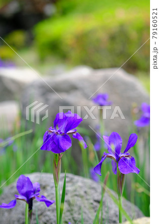 満開に咲いた青いアヤメ 79160521
