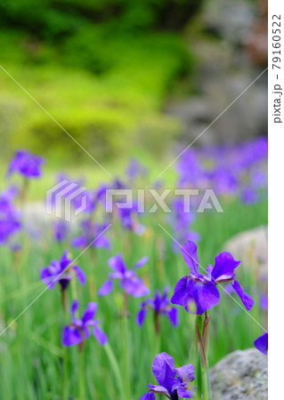 青く美しい沢山のアヤメ 79160522