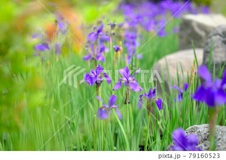 回り込むアヤメの花 79160523