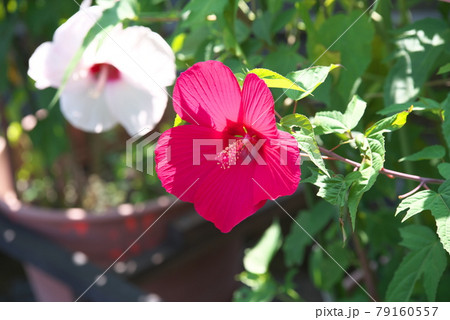 ハイビスカス【緑背景】 79160557