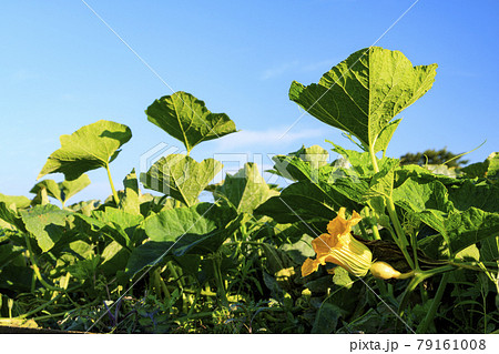 かぼちゃ かぼちゃ 79161008