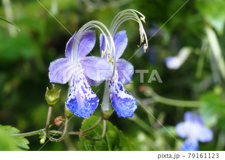 カリガネソウの花 カリガネソウの花 79161123